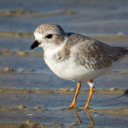 WaryPlover avatar