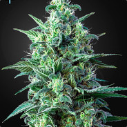 WhiteWidoW