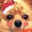 ฅ´•ᴥ•`ฅ