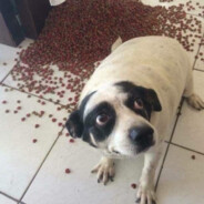 ℍ𝔸ℍ𝔸𝔹𝕆𝔹