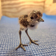 sorbing's avatar