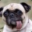 Doge Doge