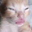 TINY ROSADO