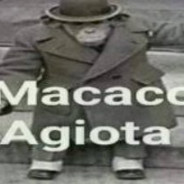 MACACO AGIOTA