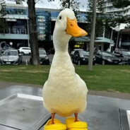 Funny Duck