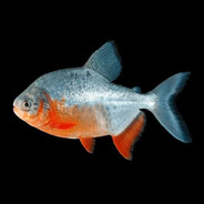 red bellied pacu