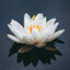 White Lotus