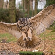 Lord Anchovy&#039;s Eagle Owl