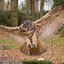 Lord Anchovy&#039;s Eagle Owl