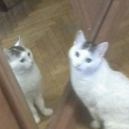 guri