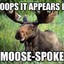 moose eats beans