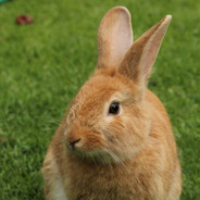 RabbitHunter - steam id 76561199859630553