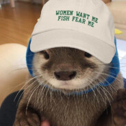 Orion the Otter