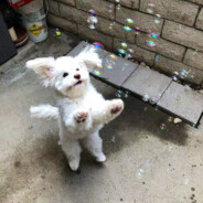 深海纯情秋刀鱼