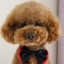 STEPAN_THE_POODLE