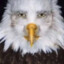 golden ratio eagle