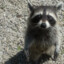 RockyRaccoon