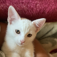 Civik