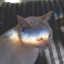 卑微猫猫