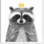 [EASY] Royal Raccoon