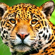 jaguar - steam id 76561198099617212