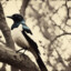 Magpie