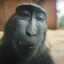 monkey rizzler