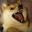 Doge