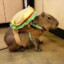 Mr. Capybara