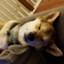 sleepy_sheeb