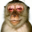 stoned monkey