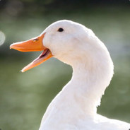 Quack