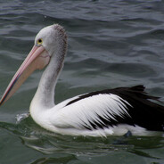 placenta de pelicano ϟ