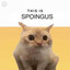 SPOINGUS