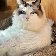 别骂了求求别骂了