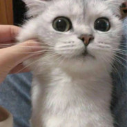 Merry Christmas Mr. Lawrence