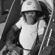 about 33 to 64 chimps