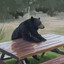 Exotic Bear
