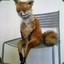Fox(Лис)