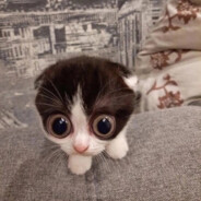 Священная война