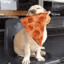 Pizza Dog