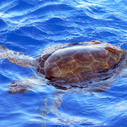 морская черепашк