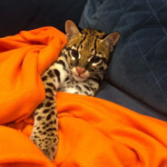 хакаги хасанатор