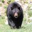 Un oso wacho