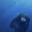 squalie