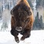 The Bison