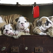 全是套路满是坑