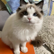 重生之我在长沙炒盖码