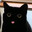 fatcat