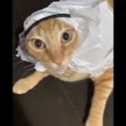Scodella Jr. 's avatar